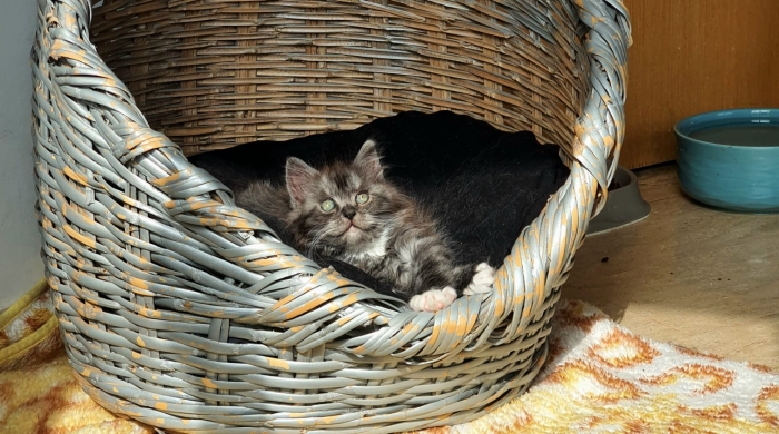 Croisement de race mainecoon