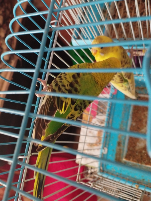 Oiseau perruche chnaber perruche female et canari male et female