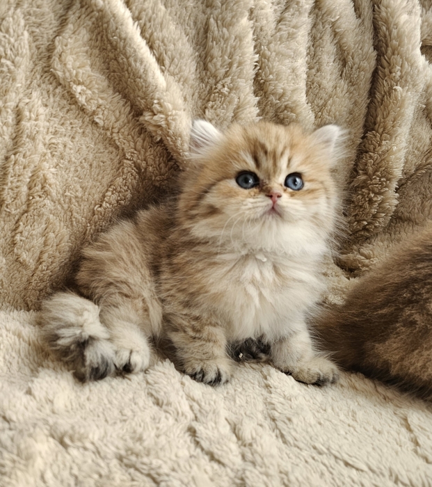 british longhair  femelles et mâles