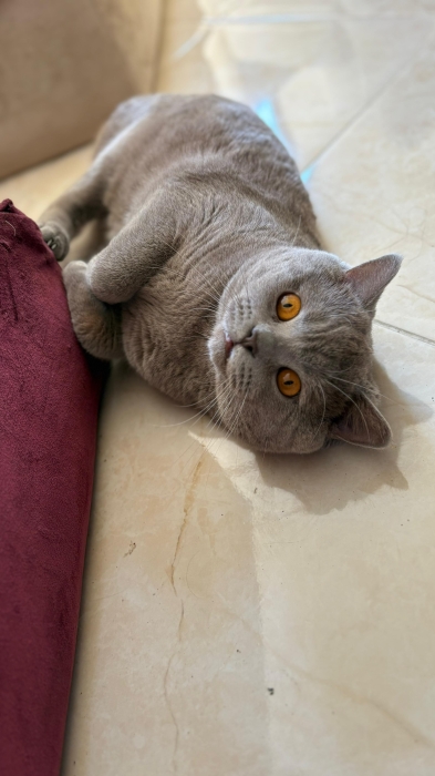 British shorthair male