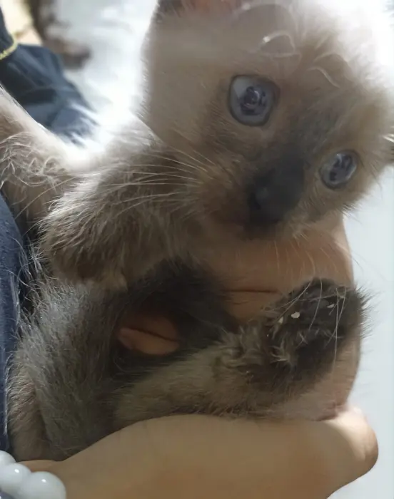 Châtons siamois Himalayen