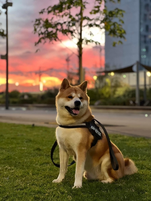 Akita inu