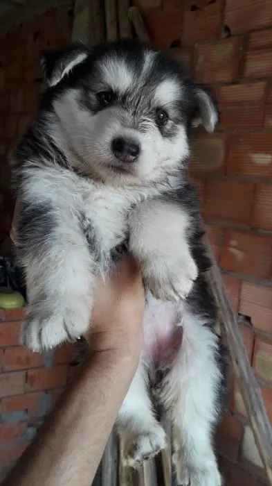 Chiots husky