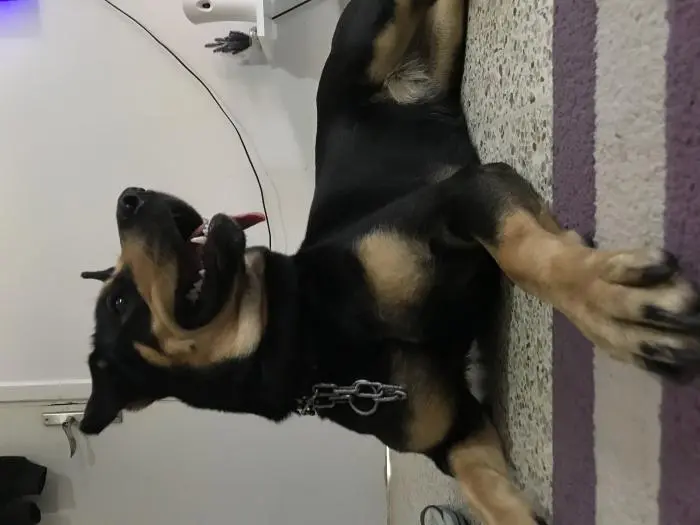 Femelle croisée (husky Rottweiler )