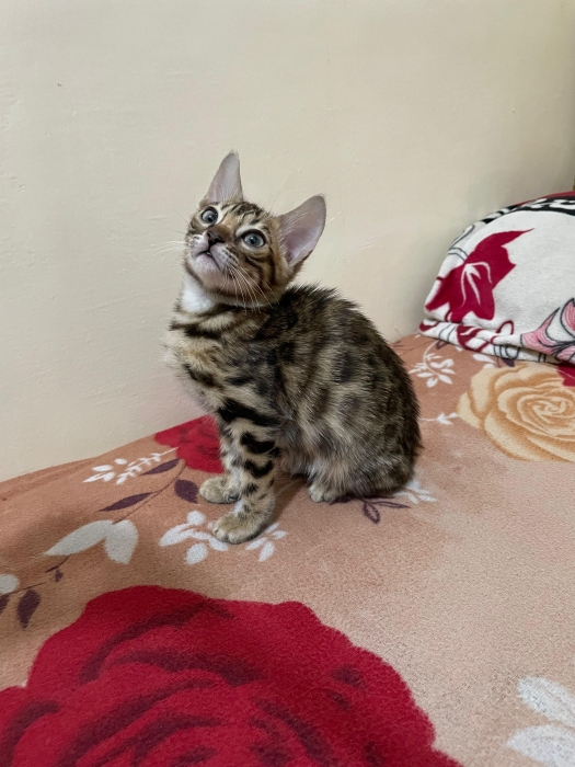 bengal bébé