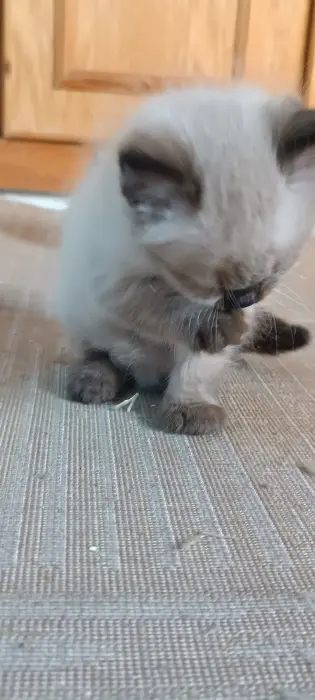 Chat simois race pur/tigré mâle/femelle