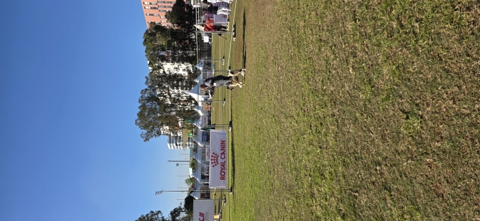 AKITA AMERICAIN PEDIGREE