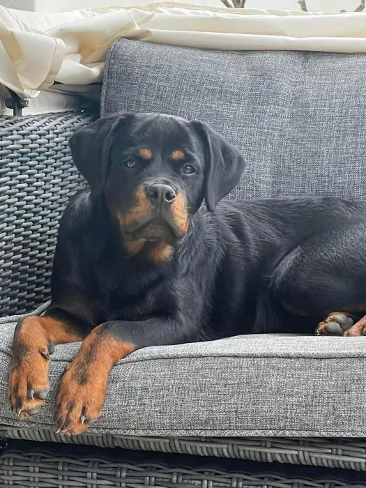 Femelle rottweiler
