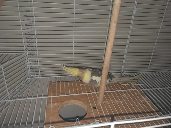 Couple calopssite possible avec cage