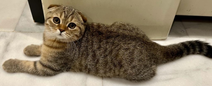 Magnifiques chatons scottishs Folds Pure race