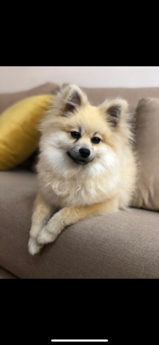 Spitz Kante à vendre