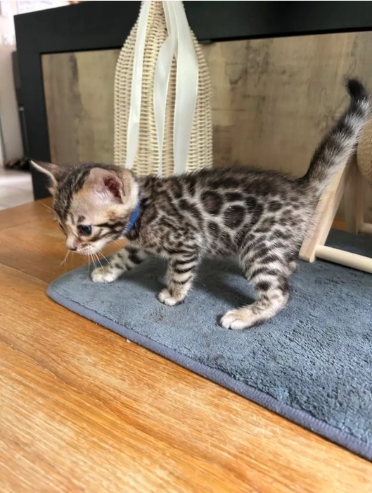 Bengal