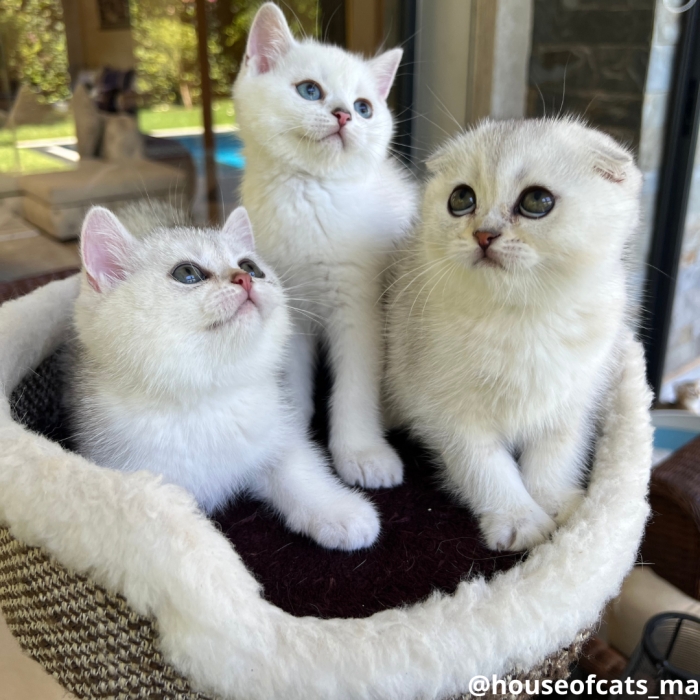 Scottish fold & straight