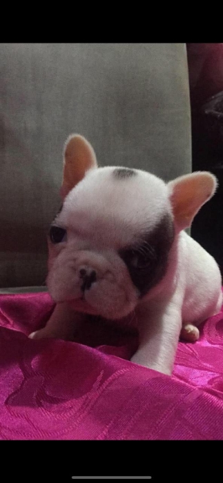 bulldog francais exotique