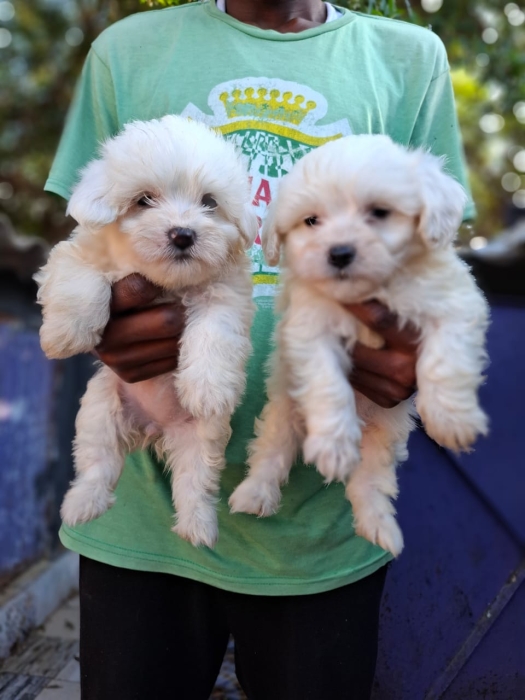 Très Beaux Chiots Bichons Maltais