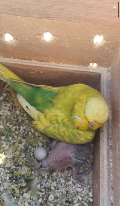 Couple Perruche English