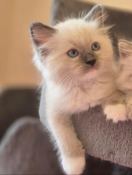 Ragdoll chaton