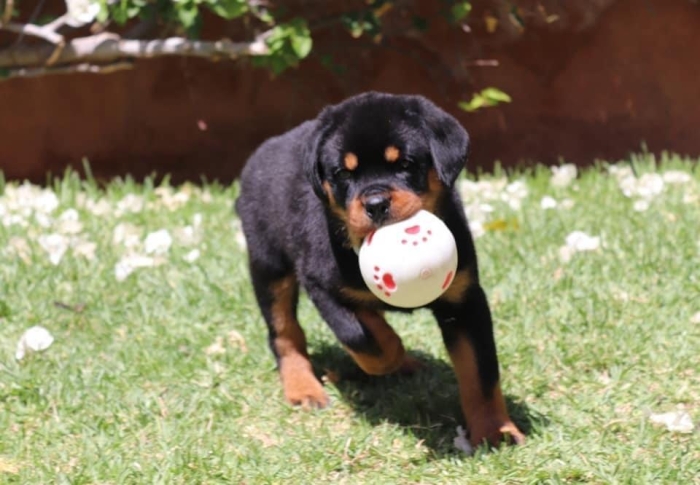 Rottweiler à vendre