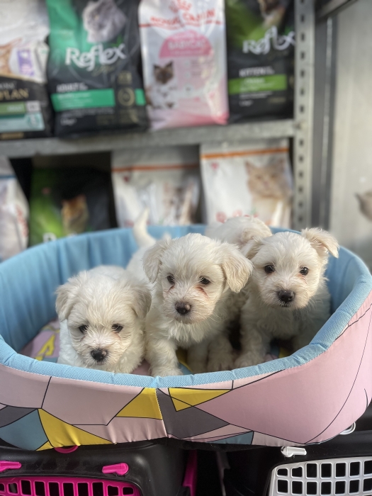 Male et femelle Bichon maltais
