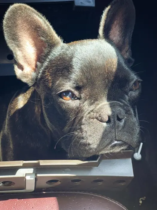 Accouplement bouledogue francais