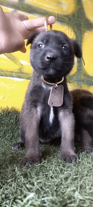 Chiot  mâle malinois 45 jours