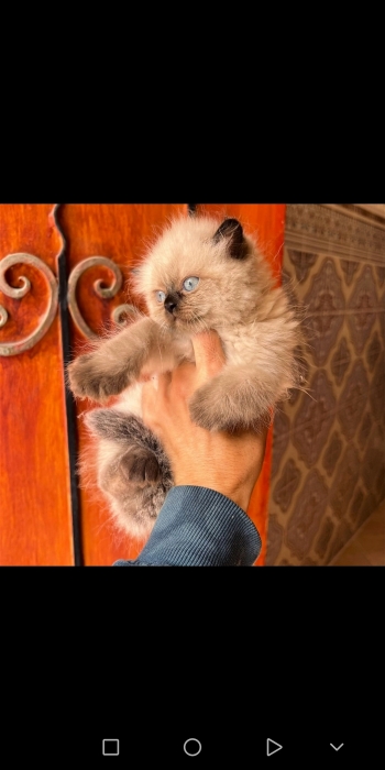 Chat persan himalayenne mon face