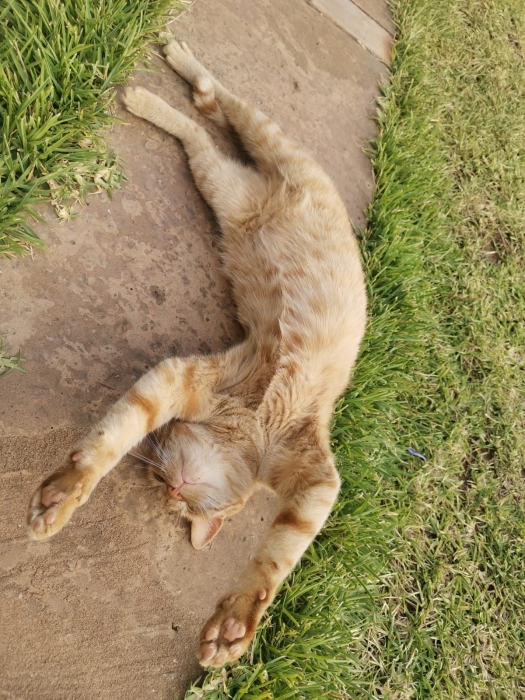 Une chatte à donner