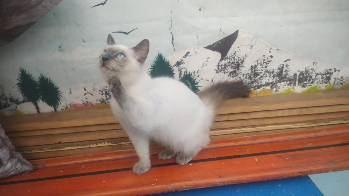 Chat siamois himalaya