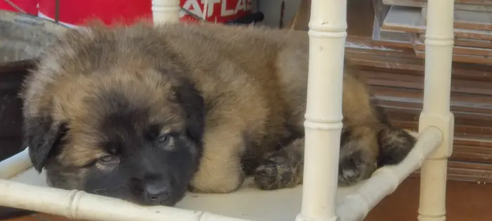 Berger long point x malinios terveurine