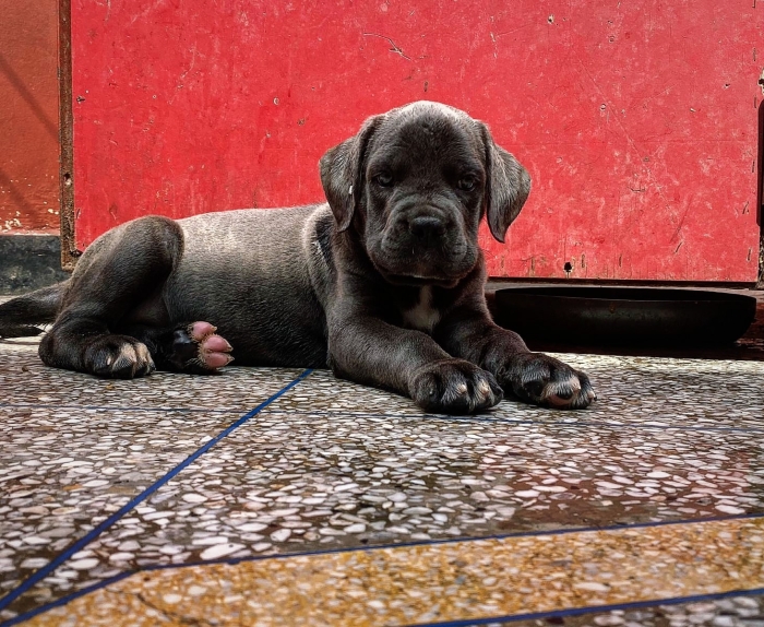 Cane corso