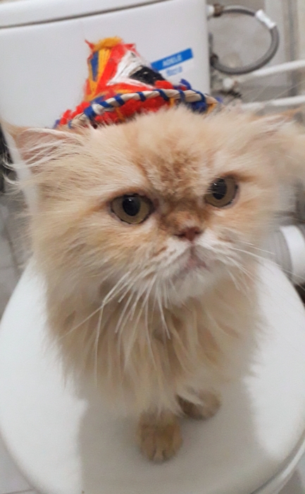 Persian moon face femelle