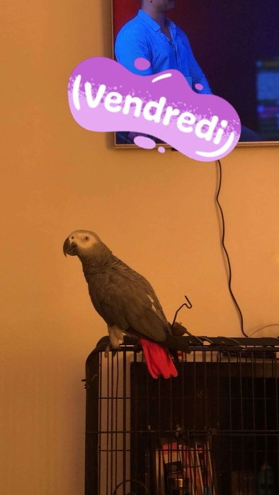 Perroquet gris du gabon jeune