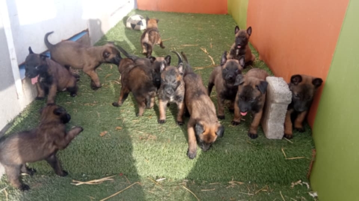 Berger Belge Malinois