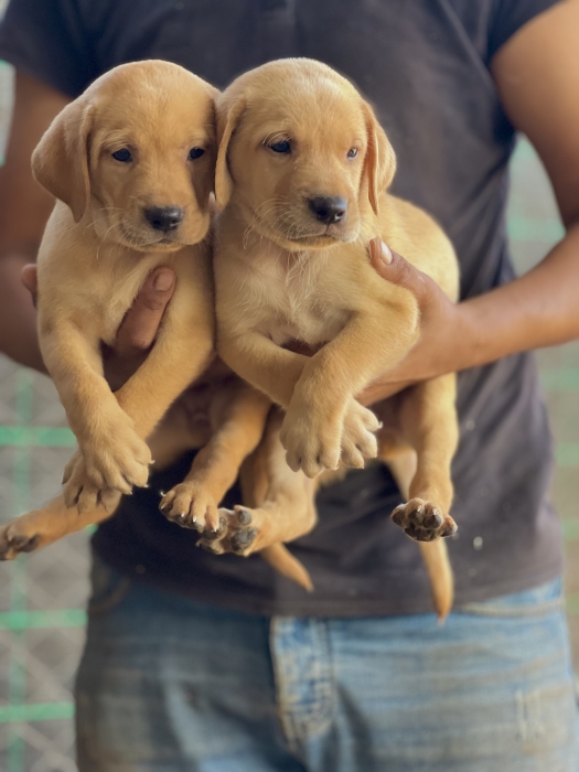 Chiot labrador