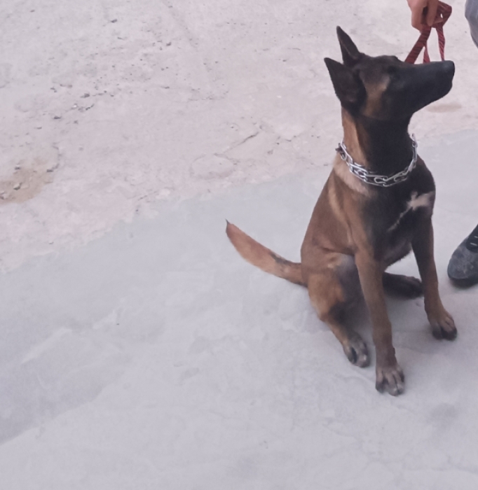 Femelles malinois charbonné 6mois bien dressé