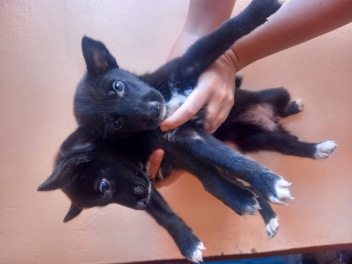 Berger suisse et allemand