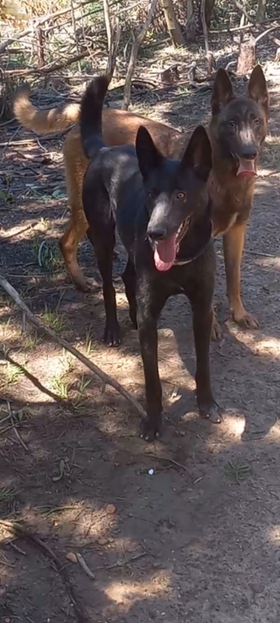 Chiot  mâle malinois 45 jours
