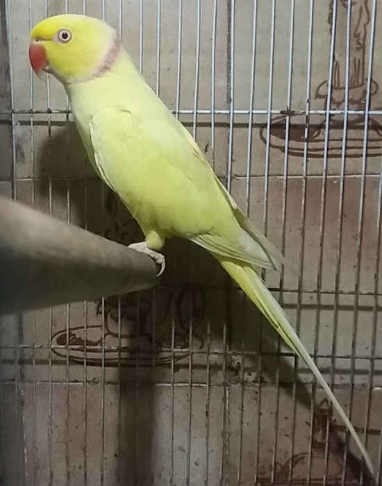 Vente deux mâles perruches à collier jaunes lutino (adultes)