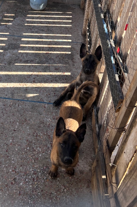 Chiots Malinois Charbonné