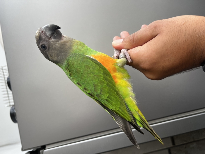 Bebe youyou de Sénégal