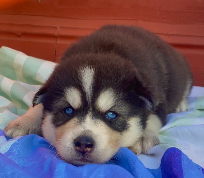 Husky malamute yeux bleu - كلب هاسكي ملاموت