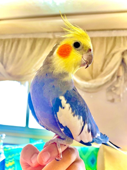 Kin Calopsit mdrisi Casablanca