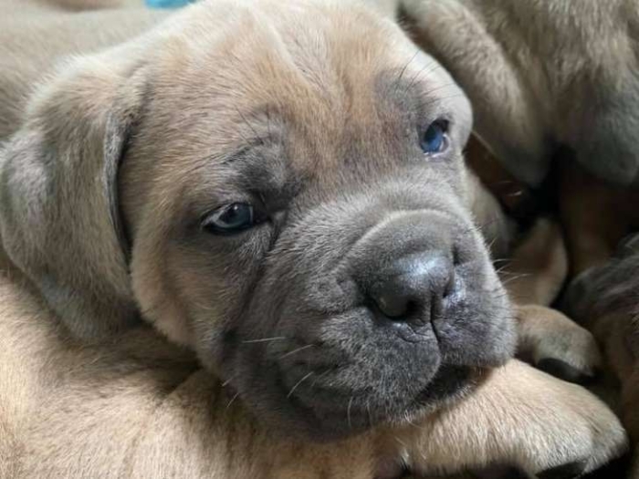 Cane corso