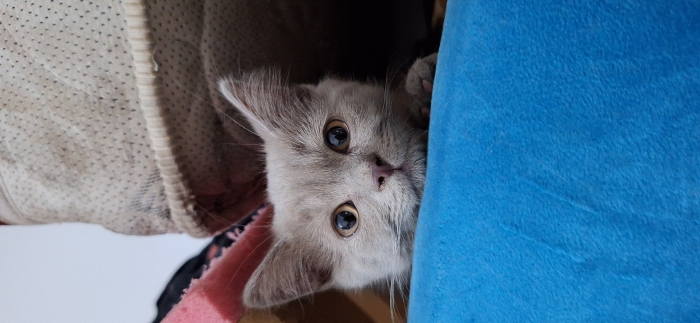 Scottish fold & british