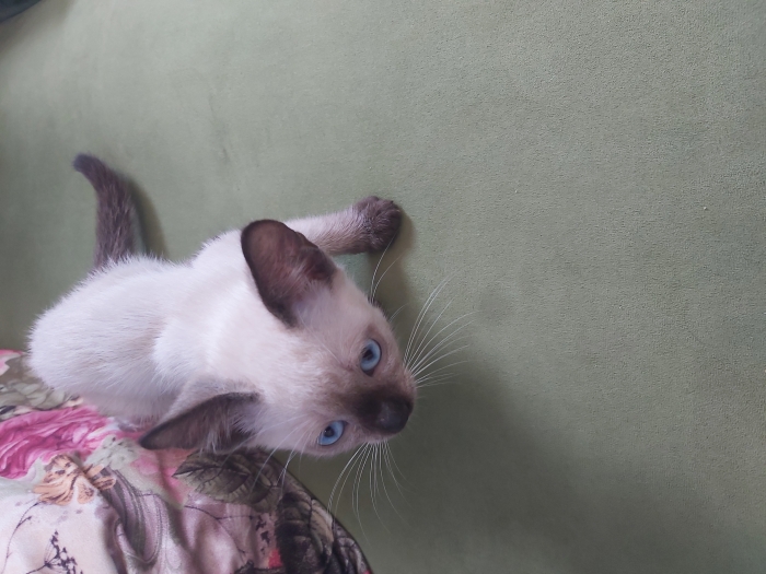 Chaton Siamo pure race