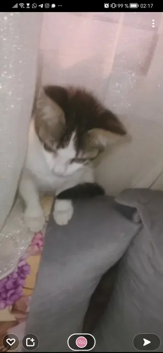 Don de Chat femelle toute mignonne.