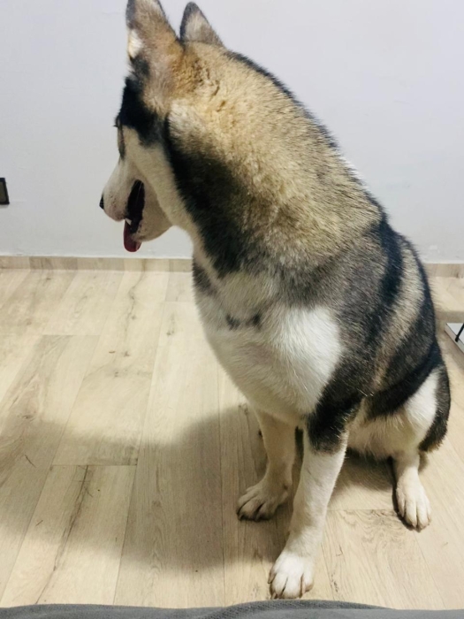 Husky yeux bleu (femelle)