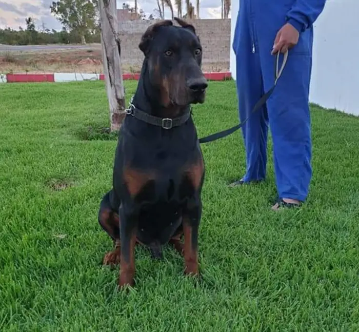 doberman pur race