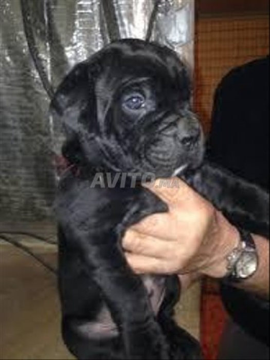 Cane Corso