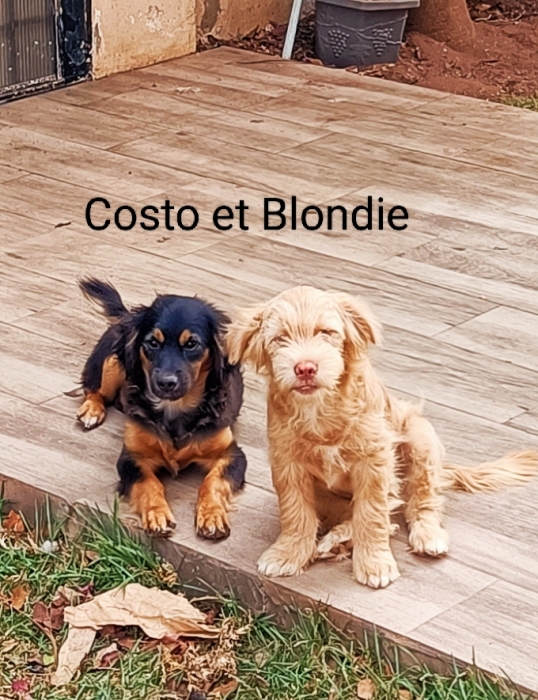 Quatre chiots de 5 mois disponibles
